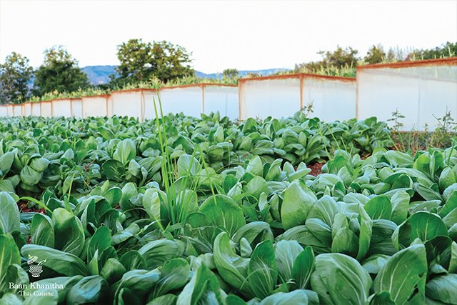Baan Panalai Organic Farm - Khao Yai